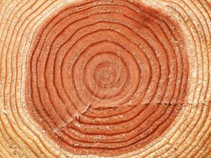 年輪