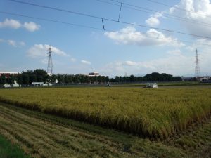 富山のコシヒカリ稲刈り風景